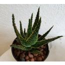 Aloe Jurassic Chameleon -  Jurrasic  Aloe ( Ø 13/12 )