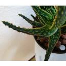 Aloe Jurassic Chameleon -  Jurrasic  Aloe ( Ø 13/12 )