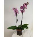 Phalaenopsis Orchidee ( Ø 13/12 ) 1-2-Blütentriebe pink bordeaux