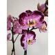 Phalaenopsis Orchidee ( Ø 13/12 ) 1-2-Blütentriebe pink bordeaux
