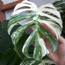 Monstera deliciosa Variegata - panaschiertes Fensterblatt grün-weiß - Infoseite