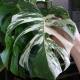 Monstera deliciosa Variegata - panaschiertes Fensterblatt grün-weiß