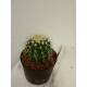 Echinocactus grusonii -  Schwiegermuttersitz  ( Ø 13/12 )