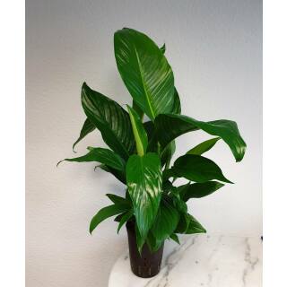 Spathiphyllum florib.  Sweet Lauretta ( Ø 15/19, 60 - 90) - Einblatt