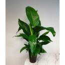 Spathiphyllum florib.  Sweet Lauretta ( Ø 15/19, 60 - 90) - Einblatt