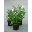 Spathiphyllum florib.  Sweet Lauretta ( Ø 15/19, 60 - 90) - Einblatt
