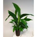 Spathiphyllum florib.  Sweet Lauretta ( Ø 15/19, 60 - 90) - Einblatt