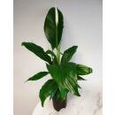 Spathiphyllum florib.  Sweet Lauretta ( Ø 15/19, 60 - 90) - Einblatt