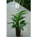 Spathiphyllum florib.  Sweet Lauretta ( Ø 15/19, 60 - 90) - Einblatt
