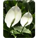 Spathiphyllum florib.  Sweet Lauretta ( Ø 15/19, 60 - 90) - Einblatt