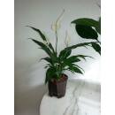 Spathiphyllum florib.  Sweet Lauretta ( Ø 15/19, 60 - 90) - Einblatt