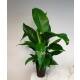 Spathiphyllum florib.  Sweet Lauretta ( Ø 15/19, 60 - 90) - Einblatt