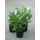 Spathiphyllum florib.  Sweet Lauretta ( Ø 15/19, 60 - 90) - Einblatt