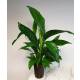 Spathiphyllum florib.  Sweet Lauretta ( Ø 15/19, 60 - 90) - Einblatt