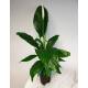 Spathiphyllum florib.  Sweet Lauretta ( Ø 15/19, 60 - 90) - Einblatt