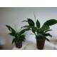 Spathiphyllum florib.  Sweet Lauretta ( Ø 15/19, 60 - 90) - Einblatt