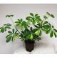 Schefflera arboricola Gold Capella  Ø 13/12  - Strahlenaralie