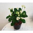 Euphorbia-milii ( &Oslash; 13/12 ) - Christusdorn,...
