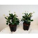 Euphorbia-milii ( &Oslash; 13/12 ) - Christusdorn, Bl&uuml;tenfarbe weiss