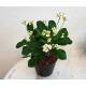 Euphorbia-milii ( Ø 13/12 ) - Christusdorn, Blütenfarbe weiss