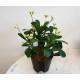 Euphorbia-milii ( &Oslash; 13/12 ) - Christusdorn, Bl&uuml;tenfarbe weiss