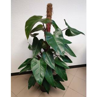 Philodendron Red Emerald   Ø 22/19  - (Ko-Stab 120 cm)