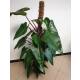 Philodendron Red Emerald   Ø 22/19  - (Ko-Stab 120 cm)