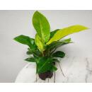 Philodendron imperial Neon ( Ø 13/12 ) 30-40