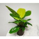 Philodendron imperial Neon ( Ø 13/12 ) 30-40