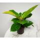 Philodendron imperial Neon ( Ø 13/12 ) 30-40
