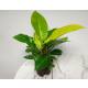 Philodendron imperial Neon ( Ø 13/12 ) 30-40