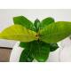 Philodendron imperial Neon ( Ø 13/12 ) 30-40