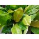 Philodendron imperial Neon ( Ø 13/12 ) 30-40