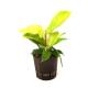 Philodendron imperial Neon ( Ø 13/12 ) 30-40