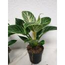 Philodendron White Measure  25-30 cm hoch