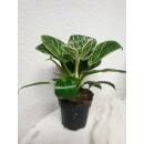Philodendron White Measure  25-30 cm hoch