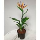 Strelitzia reginae - Paradiesvogelblume ( Ø 13/12 )