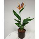 Strelitzia reginae - Paradiesvogelblume ( Ø 13/12 )