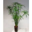 Cyperus alternifolius - Zyperngras  Ø 15/19, ( 80 - 100)