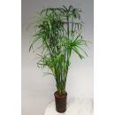 Cyperus alternifolius - Zyperngras  Ø 15/19, ( 80 - 100)