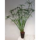 Cyperus alternifolius - Zyperngras  Ø 15/19, (80 - 100)