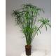 Cyperus alternifolius - Zyperngras  Ø 15/19, ( 80 - 100)