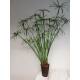 Cyperus alternifolius - Zyperngras  Ø 15/19, ( 80 - 100)