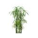Cyperus alternifolius - Zyperngras  Ø 15/19, ( 80 - 100)