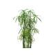 Cyperus alternifolius - Zyperngras  Ø 15/19, (80 - 100)