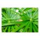 Cyperus alternifolius - Zyperngras  Ø 15/19, ( 80 - 100)