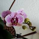 Phalaenopsis Orchidee ( Ø 13/12 ) 2-Blütentriebe rosa bordeaux Farbverlauf Tupfen