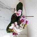 Phalaenopsis Orchidee ( Ø 13/12 ) 2-Blütentriebe rosa bordeaux Farbverlauf Tupfen