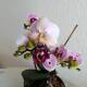 Phalaenopsis Orchidee ( Ø 13/12 ) 2-Blütentriebe rosa bordeaux Farbverlauf Tupfen