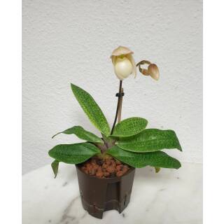 Frauenschuh Orchidee ( Ø 13/12 ) weiße Revolverblüten